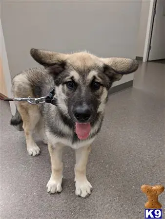 Alaskan Malamute stud dog